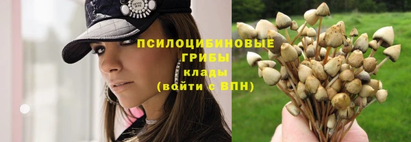 прущие грибы Арсеньев